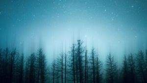 Trees, Nature, Sky, 4K wallpaper