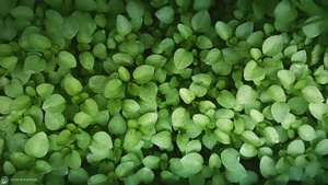 Leaves, Green, Nature, 4K wallpaper