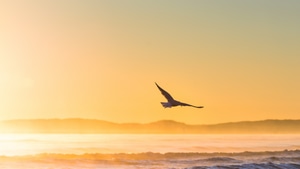 Seagull, Birds, 4K wallpaper