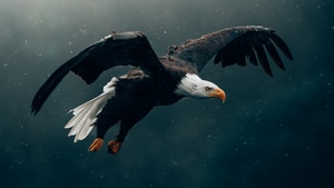 Bald Eagle, Eagle, Birds, 4K wallpaper