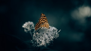 Butterfly, Flowers, Plants, 4K wallpaper