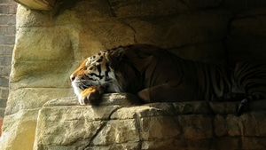 Tiger, Animals, 4K wallpaper