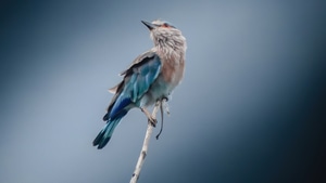 Birds, 4K wallpaper