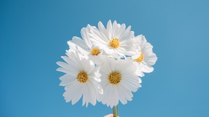 Daisy flowers, Blue sky, Aesthetic, White daisy, White flowers, 4K wallpaper