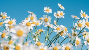 Aesthetic, White flowers, Clear sky, 4K wallpaper