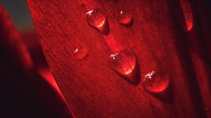 Macro, Drops, Photography, 4K wallpaper