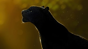 Black Panther, Artist, Artwork, Digital Art, Artstation, 4K wallpaper