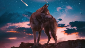 Wolf, Artist, Artwork, Digital Art, Artstation, 4K wallpaper