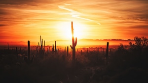Cactus, Field, Sunset, Sunrise, Nature, 4K wallpaper