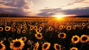 Sunflowers, Field, Flowers, 4K wallpaper