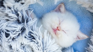Cute Kitten, Sleeping, Furry, Adorable, White cat, 4K wallpaper