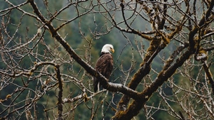 Bald Eagle, Eagle, Birds, 4K wallpaper