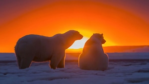Polar Bear, Animals, Sunset, Sunrise, 4K wallpaper