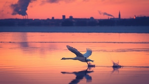 Swan, Birds, 4K wallpaper