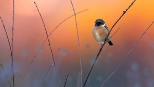Birds, 4K wallpaper