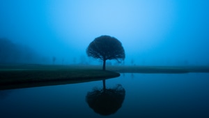Tree, Mist, Nature, 4K wallpaper