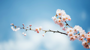 Sakura, Cherry blossom, Spring flowers, Bloom, Bokeh Background, Macro, 4K wallpaper