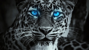Tiger, Animals, 4K wallpaper