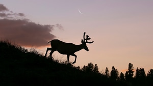 Reindeer, Animals, Silhouette, Sunset, 4K wallpaper