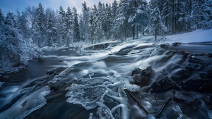Snow, Trees, Nature, 4K wallpaper