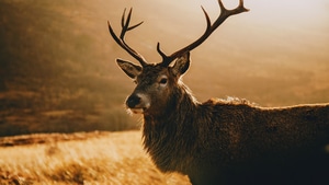 Deer, Animals, Photography, 4K wallpaper