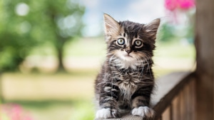 Cat, Cute, Animals, 4K wallpaper