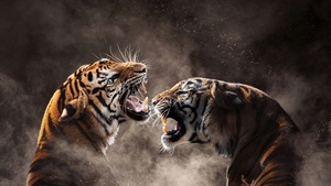 Tigers, Roaring, Bengal Tiger, Sumatran tiger, Smoke, 4K wallpaper