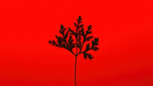 Leaf, Red, Photography, 4K wallpaper