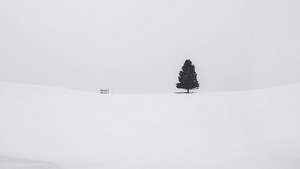 Tree, Snow, Nature, Photography, 4K wallpaper