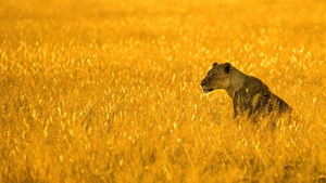 Lioness, Animals, 4K wallpaper