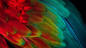 Parrot feathers, Colorful, Texture, Pattern, 4K wallpaper