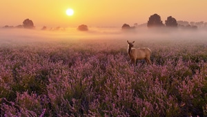 Deer, Animals, 4K wallpaper
