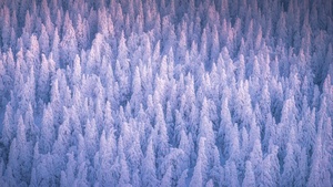 Snow covered, Winter forest, Cold, Frozen trees, Russia, 4K wallpaper