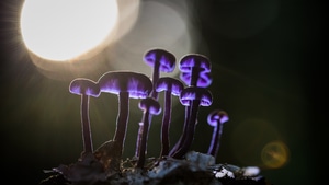 Mushroom, Nature, Photography, 4K wallpaper