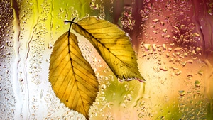 Leaves, Autumn, Nature, Macro, 4K wallpaper