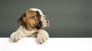 Bulldog, Animals, Dog, Puppy, 4K wallpaper