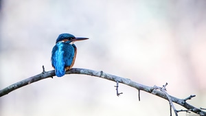 Kingfisher, Birds, Animals, 4K wallpaper