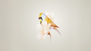 Pretty, Hummingbird, White flower, Yellow aesthetic, HarmonyOS, Stock, 4K wallpaper