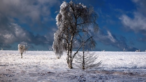Nature, Snow, Trees, 4K wallpaper