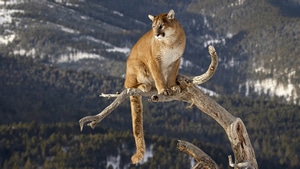 Cougar, Animals, 4K wallpaper