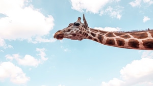 Giraffe, Animals, 4K wallpaper