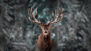 Reindeer, Snow, Animals, 4K wallpaper