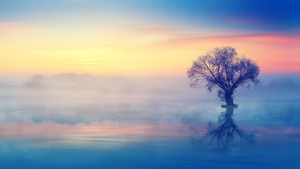 Lone tree, Scenery, Sunset, Reflection, Fog, Dusk, Aesthetic, 4K wallpaper