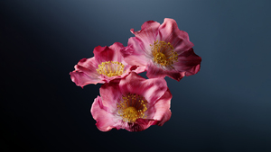 Poppy flowers, Pink flowers, Dark background, Poppies, 4K wallpaper
