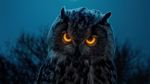 Owl, Birds, Animals, 4K wallpaper