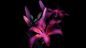 Dark aesthetic, Bloom, Glowing, Lily flowers, 4K wallpaper