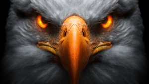 Eagle, Birds, Artist, Artwork, Digital Art, 4K wallpaper