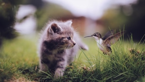 Cat, Animals, 4K wallpaper