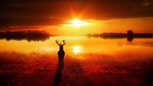 Reindeer, Animals, Nature, Sunset, Sunrise, 4K wallpaper
