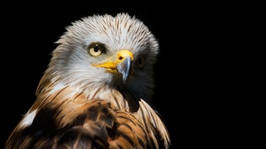 Eagle, Birds, 4K wallpaper